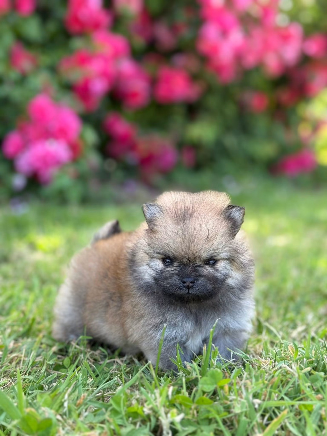 Des Pom's D'an Arvor - Chiots disponibles - Spitz allemand