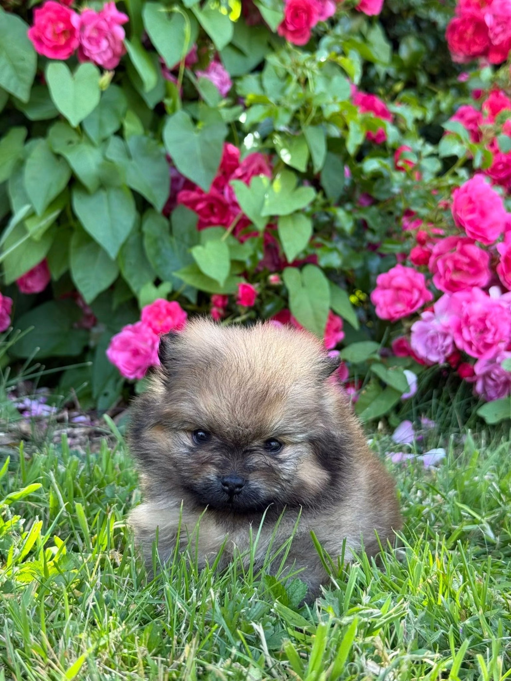 Des Pom's D'an Arvor - Chiots disponibles - Spitz allemand