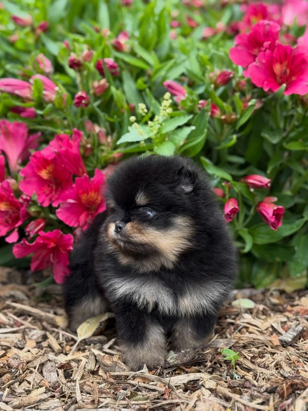 Des Pom's D'an Arvor - Chiots disponibles - Spitz allemand
