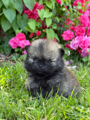 Chiot N°2