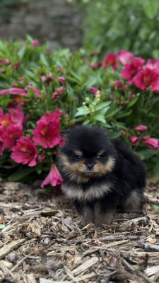 Chiot N°1